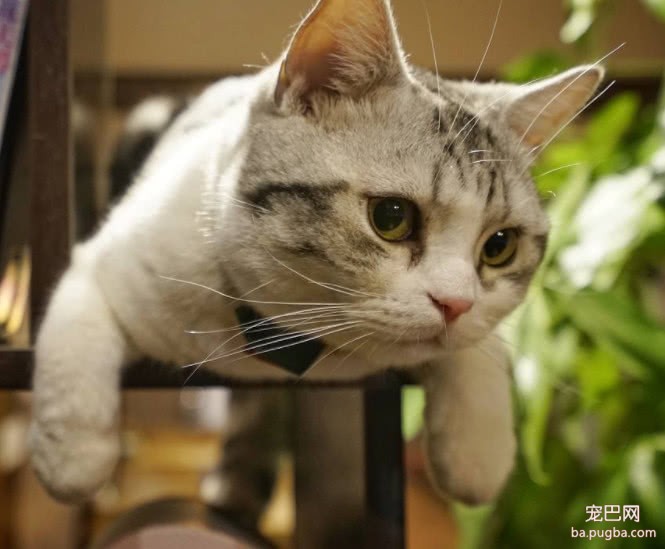 阴阳脸猫咪被人抛弃，长大后真实身份曝光，原主人悔得肠子都青了-1.jpeg