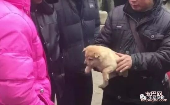 爷爷集市卖狗，只卖10块一只，可路人看了纷纷冷眼以对！-3.jpeg