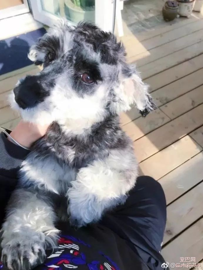 ​狗狗遭蜱虫叮咬应该用火烧？这才是正确的办法。-1.jpeg