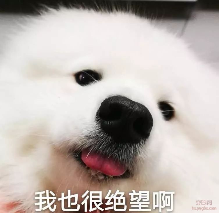 ​狗狗遭蜱虫叮咬应该用火烧？这才是正确的办法。-5.jpeg