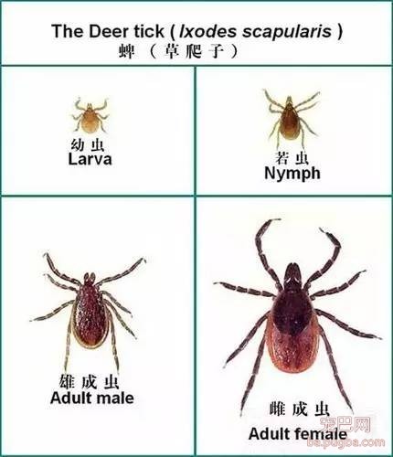 ​狗狗遭蜱虫叮咬应该用火烧？这才是正确的办法。-3.jpeg