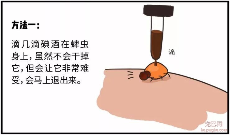 ​狗狗遭蜱虫叮咬应该用火烧？这才是正确的办法。-7.jpeg