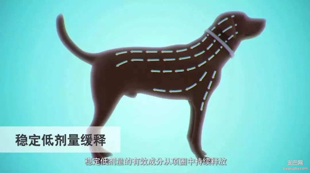 ​狗狗遭蜱虫叮咬应该用火烧？这才是正确的办法。-12.jpeg