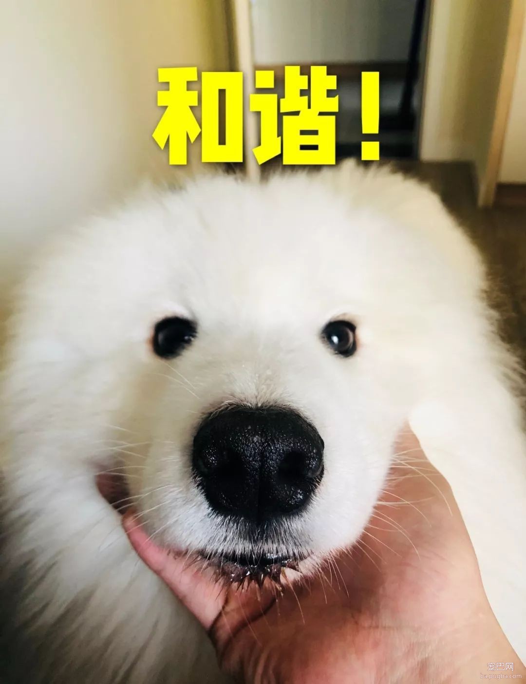 ​狗狗遭蜱虫叮咬应该用火烧？这才是正确的办法。-10.jpeg