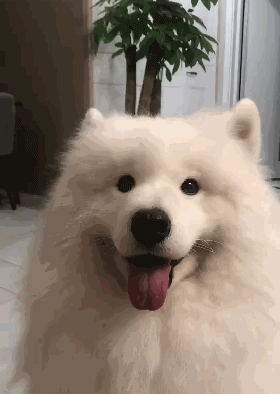 ​狗狗遭蜱虫叮咬应该用火烧？这才是正确的办法。-11.gif