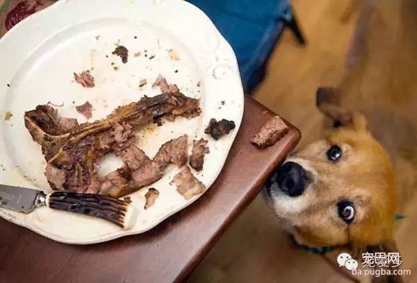 科普 | 十大狗狗绝对不能吃的食物-2.jpeg