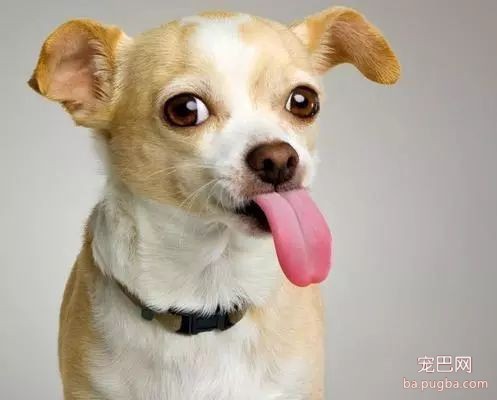 狗狗拉肚子，你知道是什么原因吗？-5.jpeg