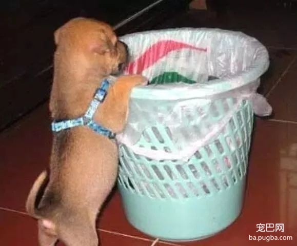 怎么让狗不翻垃圾桶-1.jpeg
