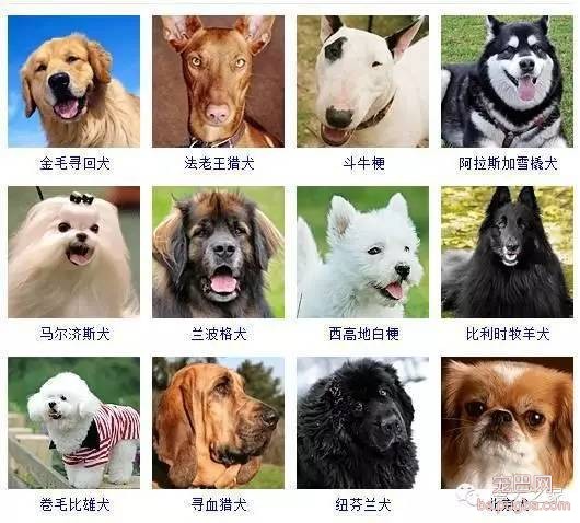 最全狗狗品种录，纠结养什么狗的果断收藏-3.jpeg