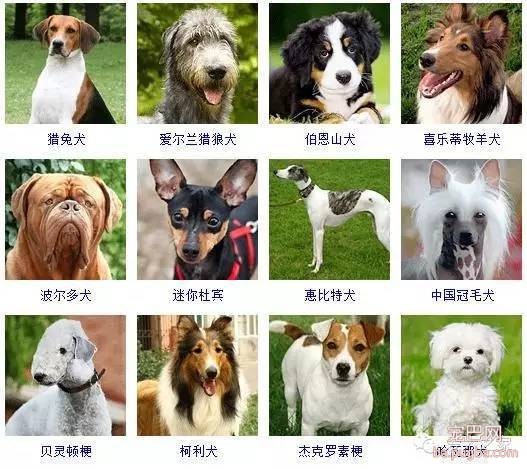 最全狗狗品种录，纠结养什么狗的果断收藏-4.jpeg