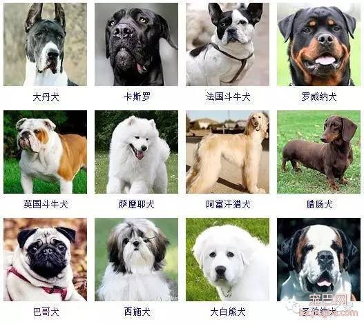 最全狗狗品种录，纠结养什么狗的果断收藏-2.jpeg