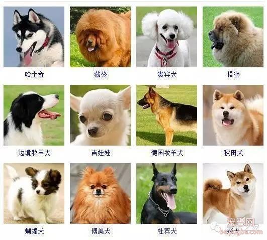 最全狗狗品种录，纠结养什么狗的果断收藏-1.jpeg