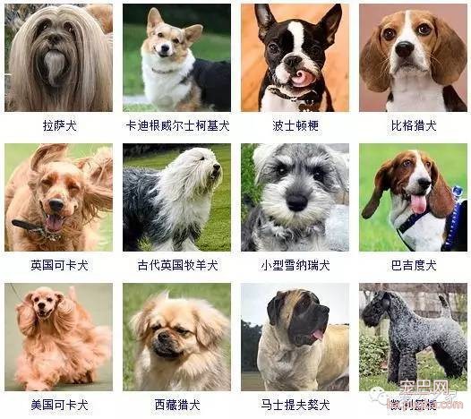 最全狗狗品种录，纠结养什么狗的果断收藏-6.jpeg