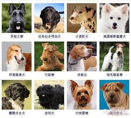 最全狗狗品种录，纠结养什么狗的果断收藏-5.jpeg