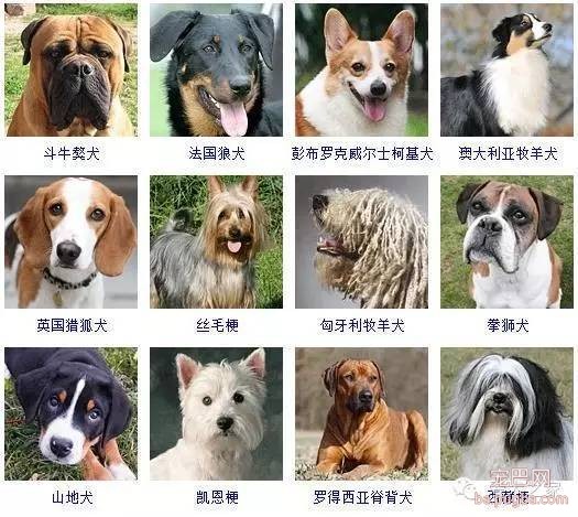 最全狗狗品种录，纠结养什么狗的果断收藏-7.jpeg