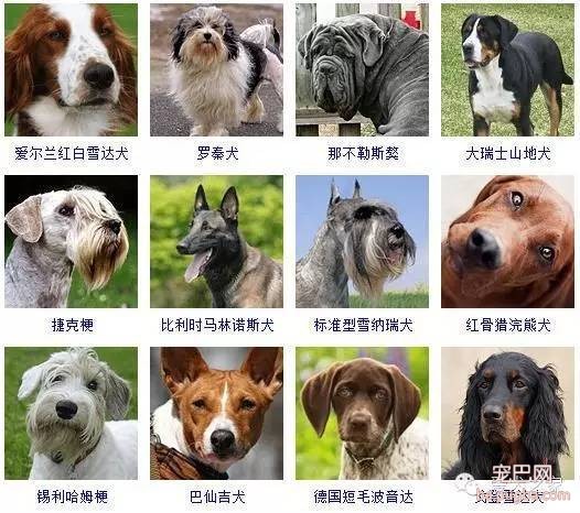 最全狗狗品种录，纠结养什么狗的果断收藏-11.jpeg