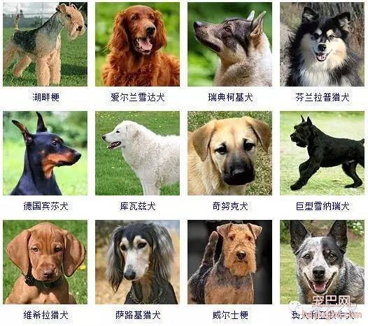 最全狗狗品种录，纠结养什么狗的果断收藏-8.jpeg