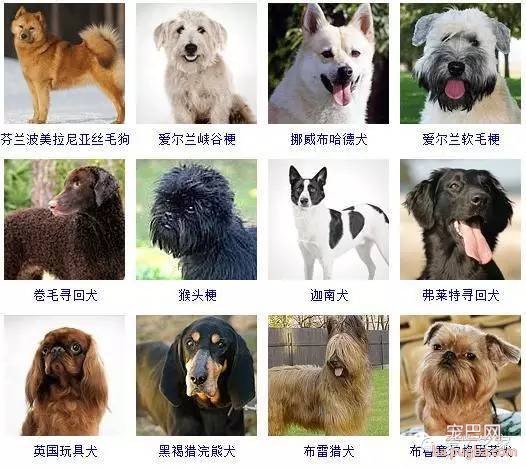 最全狗狗品种录，纠结养什么狗的果断收藏-12.jpeg