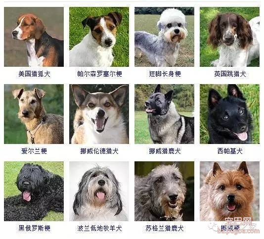 最全狗狗品种录，纠结养什么狗的果断收藏-10.jpeg