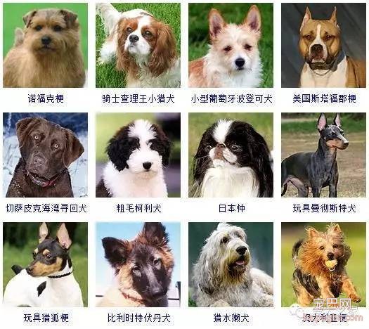 最全狗狗品种录，纠结养什么狗的果断收藏-13.jpeg