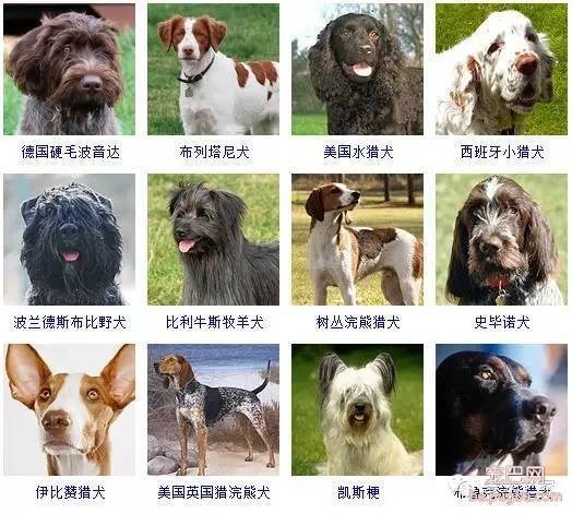 最全狗狗品种录，纠结养什么狗的果断收藏-14.jpeg