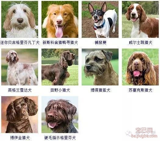 最全狗狗品种录，纠结养什么狗的果断收藏-15.jpeg