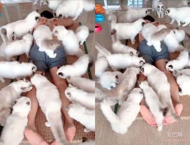有人出10万买18只小猫，主人不卖，网友看到猫直替主人高兴！-4.jpeg