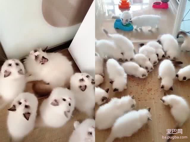 有人出10万买18只小猫，主人不卖，网友看到猫直替主人高兴！-3.jpeg