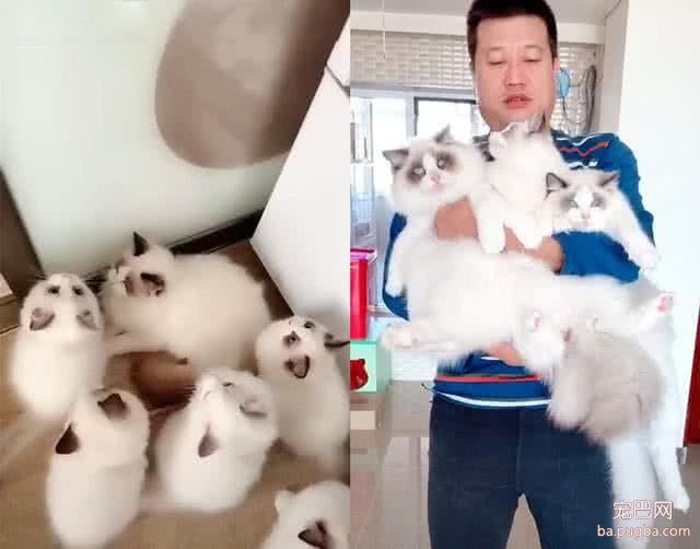 有人出10万买18只小猫，主人不卖，网友看到猫直替主人高兴！-1.jpeg