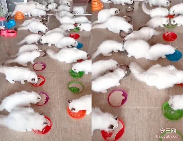 有人出10万买18只小猫，主人不卖，网友看到猫直替主人高兴！-2.jpeg