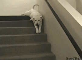 懒是不分种族，不分品种的，看看懒到一定的境界的狗！-2.gif