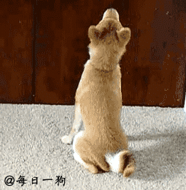 懒是不分种族，不分品种的，看看懒到一定的境界的狗！-3.gif