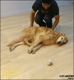 懒是不分种族，不分品种的，看看懒到一定的境界的狗！-4.gif