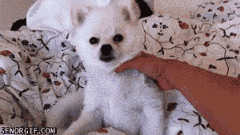 懒是不分种族，不分品种的，看看懒到一定的境界的狗！-5.gif