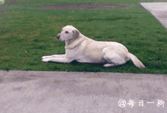 懒是不分种族，不分品种的，看看懒到一定的境界的狗！-8.gif