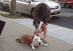 懒是不分种族，不分品种的，看看懒到一定的境界的狗！-10.gif
