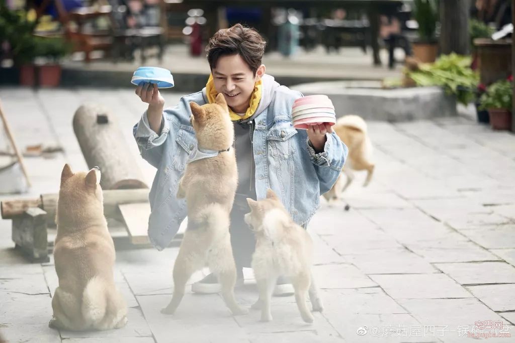 向往的生活：人离场，狗送养-6.jpeg