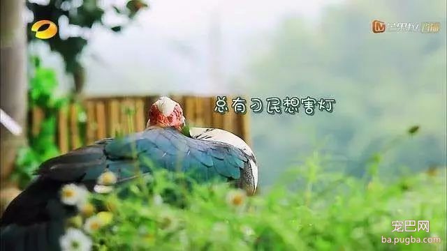 向往的生活：人离场，狗送养-2.jpeg
