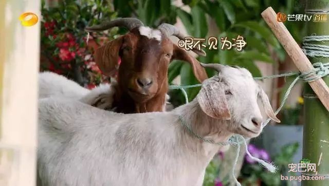 向往的生活：人离场，狗送养-3.jpeg