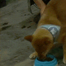 向往的生活：人离场，狗送养-12.gif