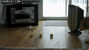 一张神奇的狗狗图片，据说看过的人都会哈欠连连……-3.gif