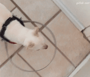 一张神奇的狗狗图片，据说看过的人都会哈欠连连……-5.gif