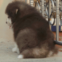 一张神奇的狗狗图片，据说看过的人都会哈欠连连……-6.gif