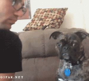 一张神奇的狗狗图片，据说看过的人都会哈欠连连……-8.gif