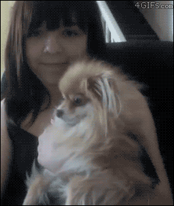 一张神奇的狗狗图片，据说看过的人都会哈欠连连……-7.gif