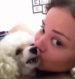 一张神奇的狗狗图片，据说看过的人都会哈欠连连……-9.gif