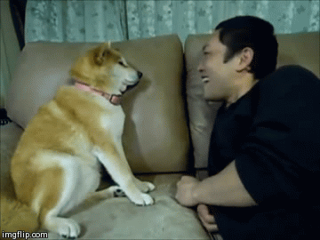 一张神奇的狗狗图片，据说看过的人都会哈欠连连……-10.gif