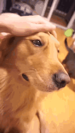我的狗狗太可爱肿么办？总怕出门被撸秃…-4.gif
