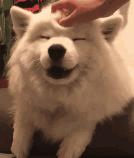 我的狗狗太可爱肿么办？总怕出门被撸秃…-1.gif