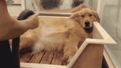 我的狗狗太可爱肿么办？总怕出门被撸秃…-9.gif